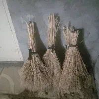 جاروسیخی