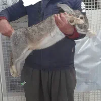 خرگوش جاینت(غول)|موش و خرگوش|سنندج, |دیوار