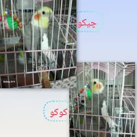 طوطی دونه ای ۸۰۰