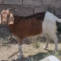 فروش یک راس بز دورگه