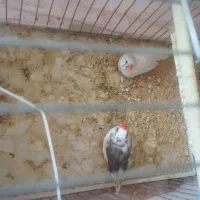 فنچ نر و ماده