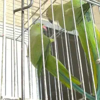 یک جفت شاه طوطی و ماده ملنگو|پرنده|اردکان, |دیوار