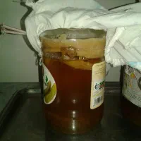 قارچ و استارتر کامبوچا یا کامبوجا