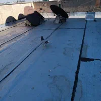 کفتر سبز دم سفید|پرنده|فردیس, شهرک ناز|دیوار