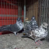 چند جفت کفتر پرشی دهن جور|پرنده|ری, اقدسیه|دیوار