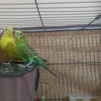 جفت مرغ عشق با قفس|پرنده|اردبیل, |دیوار