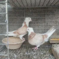 نروماده شازده|پرنده|اردکان, |دیوار