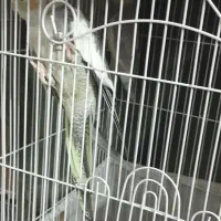 عروس جفت|پرنده|شهر ری, ظهیرآباد|دیوار