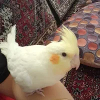 عروس هلندی کوتوله بریزیلی