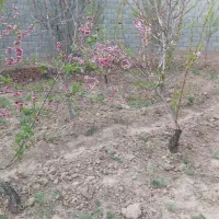 فروش-زمین-حاصل-خیز