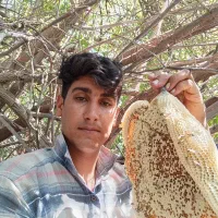 عسل محلی زنبور ریز|خوردنی و آشامیدنی|مهر, |دیوار