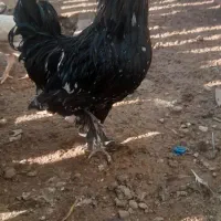 مرغ و خروس محلی و لهستانی