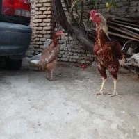 تخم لاری|حیوانات مزرعه|گرگان, |دیوار