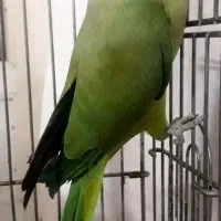 طوطی ملنگو نر