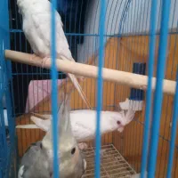 عروس هلندی بالغ