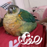گرینچیک راهب ردچیک سانچیک مونچیک