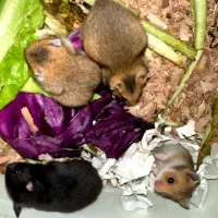 همستر|موش و خرگوش|گلستان (تهران), |دیوار