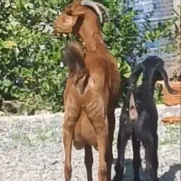 بز کهره نجدی دو کیلو شیر موقعیت جیرفت