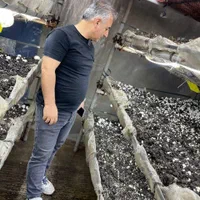 آموزش پرورش قارچ ، زعفران و احداث گلخانه در تبریز