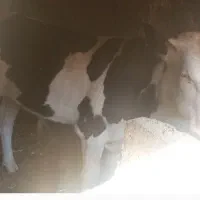 سیمینتال