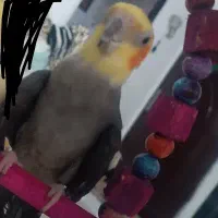 عروس هلندی نر سینامون