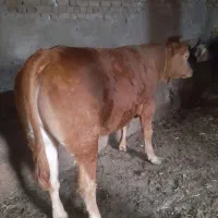 گوساله ماده لیموزین (تلیسه)