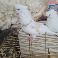 کبوتر نوک قنار پشت کاکل جفت