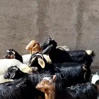 کره بز غاله بومی ۱۵کیلویی