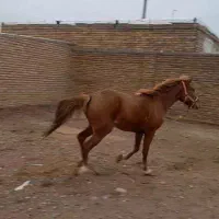 با سلام مادیون جرن ۴ ساله فروشی بسیار سرحال