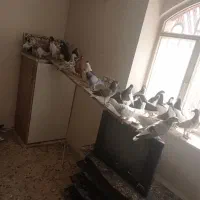 کبوتر|پرنده|قزوین, |دیوار