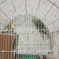 عروس هلندی|پرنده|مشهد, کوشش|دیوار