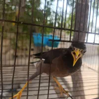مرغ مینا زیر قیمت بازار