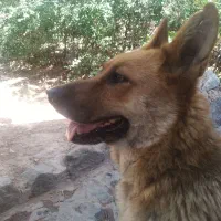 سگ ژرمن مالد ماده