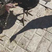 ماده بوقلمون ۳عدد