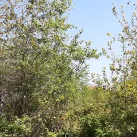چاف-و-چمخاله-گالشکلام-زمین-198-متری-2-بر