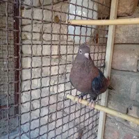 کبوتر سرخ|پرنده|ساوه, |دیوار