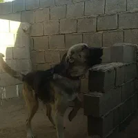 سگ پژدر|سگ|اهواز, فدک|دیوار