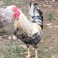 فروش خروس گلین