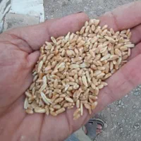 گندم