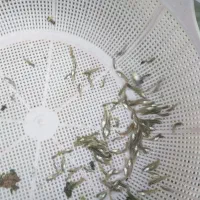 خوراک ماهی اکواریوم ماهی گوشتی