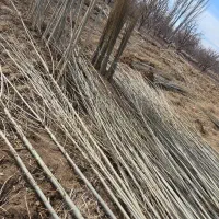 نهال بازار پسند صنوبر