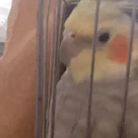 عروس هلندی نر دستی سالم یک و نیم ساله با قفس