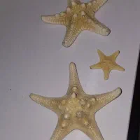 ستاره دریایی