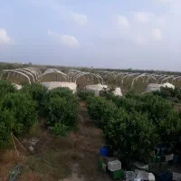 فروش زمین باغی گلخانه ای مناسب سرمایه گذاری