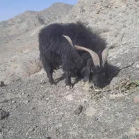 تکه  یا نربز