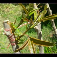 باغبانی محلول حذف هرز پیوند تقویتی ضد افت