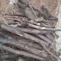 کنده شومینه ای و توتی|بخاری، هیتر، شومینه|مهریز, |دیوار