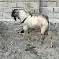 اصل بز|حیوانات مزرعه|قشم, |دیوار