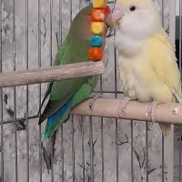 یک جفت طوطی برزیلی