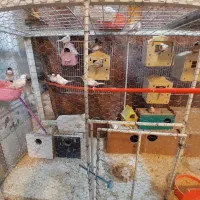 فنچ ، مرغ عشق ، عروس هلندی ، کاسکو